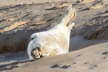 Jong zeehondje op het strand van Ouddorp van Michelle Peeters