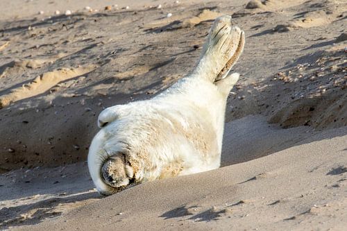 Jong zeehondje op het strand van Ouddorp
