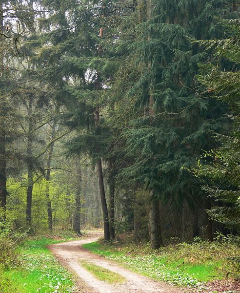 Bospad tussen Dennebomen van Corinne Welp