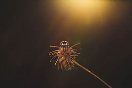 Posierender Marienkäfer von Ribbi