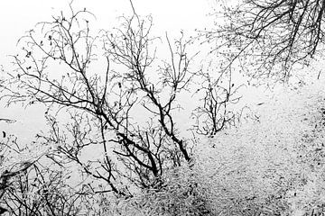Reflection of trees in the water in black and white by Imaginative