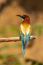 Mangeur d'abeilles, Merops apiaster.