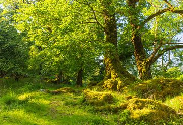 Killarney (Ireland) by Marcel Kerdijk
