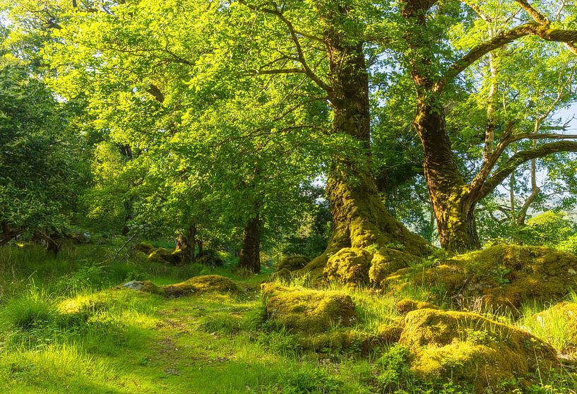 Killarney (Ireland) by Marcel Kerdijk