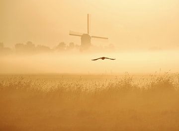 early bird II van Annemieke van der Wiel