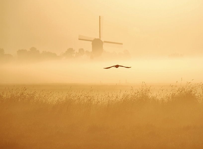 early bird II by Annemieke van der Wiel