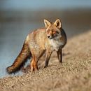 Vos staand in de natuur van Menno Schaefer thumbnail