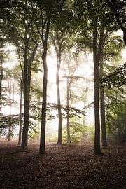 Hohe Bäume im Nebel