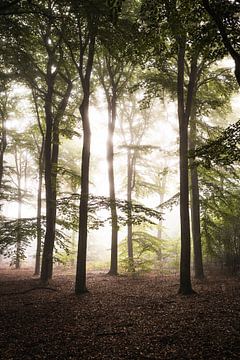 Hoge bomen in de mist van Thijs Pausma