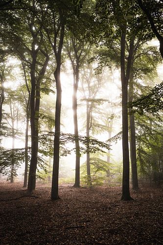 Hohe Bäume im Nebel