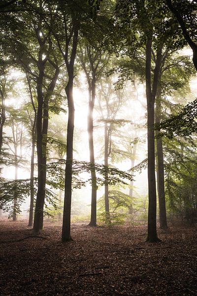 Hohe Bäume im Nebel von Thijs Pausma