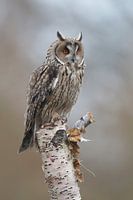 Long-eared Owl (Asio otus)