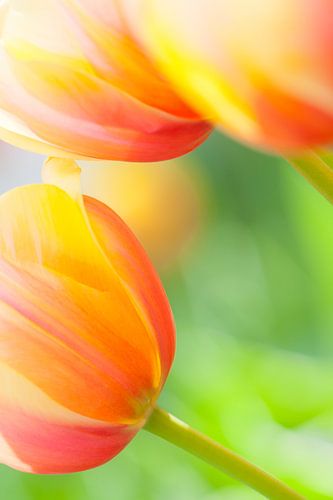 Close-up van prachtige kleurrijke tulpen in het voorjaar