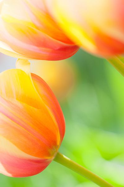 Close-up van prachtige kleurrijke tulpen in het voorjaar van Bas Meelker