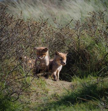 Young foxes, first steps outside the den! by Marjon Woudboer