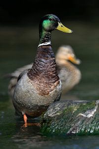 Stockenten ( Anas platyrhynchos ) im natürlichen Lebensraum von wunderbare Erde