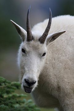 Snow goat (Oreamnos americanus), Glacier National Park, Montana,USA by Frank Fichtmüller