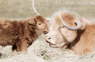 Schotse hooglander koe met kalf van Melissa Peltenburg thumbnail