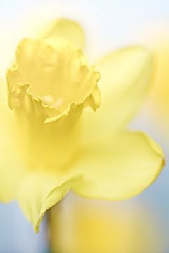 She shines so bright.... (bloem, narcis) von Bob Daalder