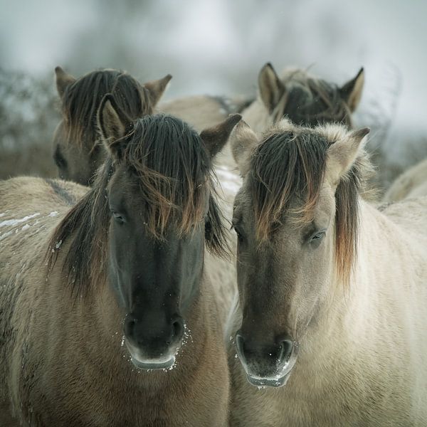 Konik-Pferde von Dirk van Egmond