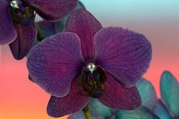 Nahaufnahme einer violetten Orchidee vor einem farbigen Hintergrund von W J Kok