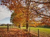 Herfst in Zuid-Limburg van John Kreukniet thumbnail