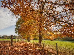 Herbst in Südlimburg