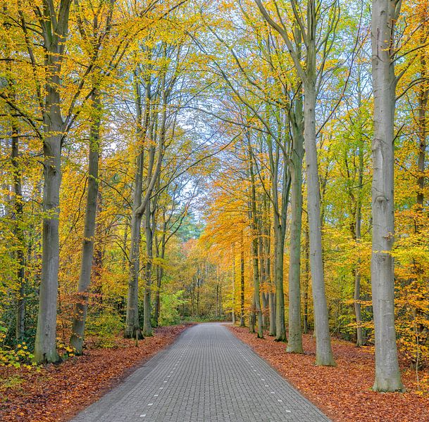 Herbst auf Texel. von Justin Sinner Pictures ( Fotograaf op Texel)
