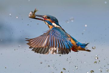 Kingfisher - In a flash