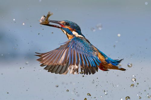 IJsvogel - In een flits