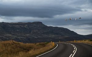Cygnes sauvages