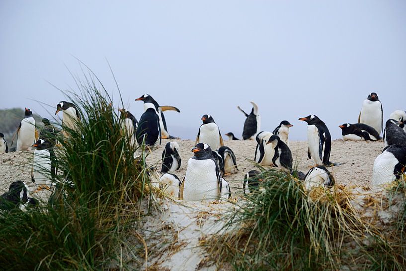Erster Blick auf die Eselspinguin-Kolonie von Frank's Awesome Travels