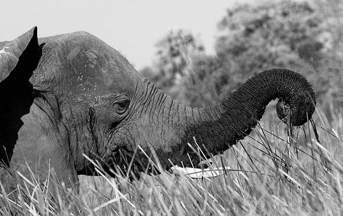 Olifant loopt door moerasgebied van de Okavango Delta