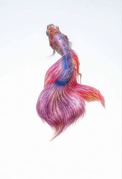 Ornamental fish by Truckpowerr