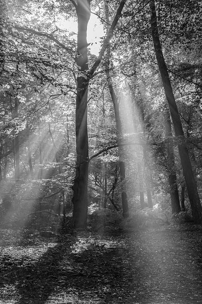 Sonnenstrahlen entlang eines Baumes von Elroy Spelbos Fotografie