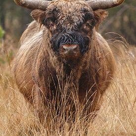 Scottish Highlander bull by Menno Schaefer