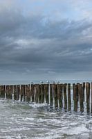Meeuwen op de strandpalen bij Oostkapelle, zeeland