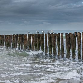 Meeuwen op de strandpalen bij Oostkapelle, zeeland van Rossum-Fotografie