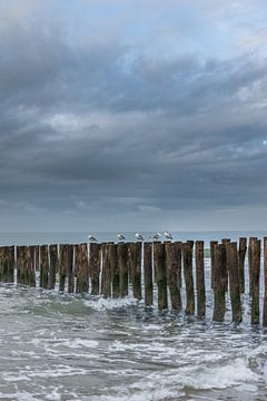 Meeuwen op de strandpalen bij Oostkapelle, zeeland van Rossum-Fotografie