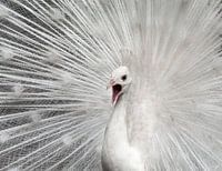 White peacock