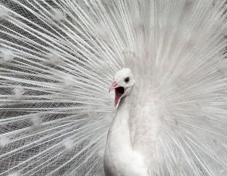 Weißer Pfau von Wilco Bos