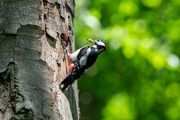 De bonte specht voedt het kroost van Uwe Ulrich Grün