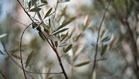 Olive tree by Fotoverliebt - Julia Schiffers thumbnail