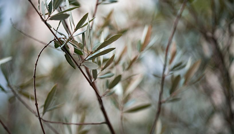 Olive tree by Fotoverliebt - Julia Schiffers