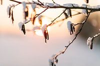 Winter zonsondergang op de Utrechtse Heuvelrug I