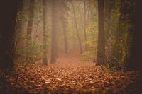 Lichte mist in het bos
