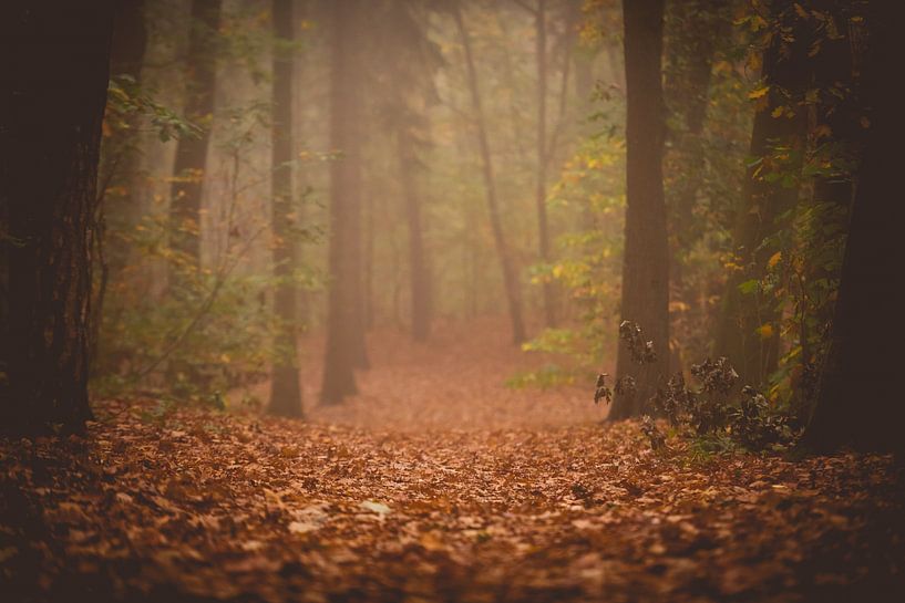 Light fog in the forest by Inge Smulders