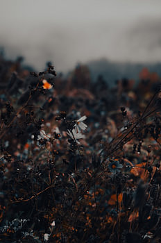 Une délicate fleur blanche des prés sous la pluie d'automne