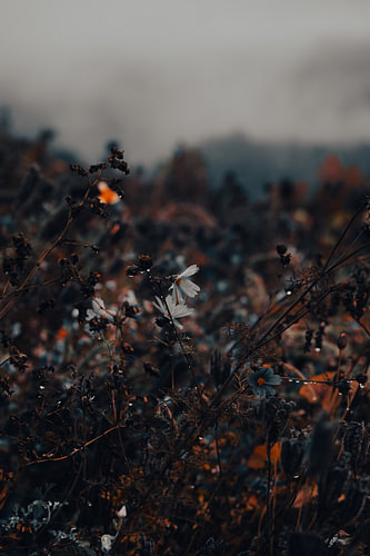 Tere witte weidebloem in de herfstregen