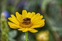 Schwebfliege